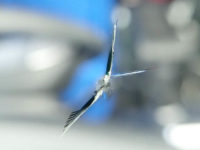 トヨタ レジアスエースのフロントガラスの飛び石修理 ウインドリペア