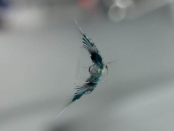 京都市中京区 トヨタ プリウス50系 フロントガラスの飛び石のヒビを修理（ウインドリペア）
